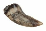 Serrated, Theropod (Raptor) Tooth - Judith River Formation #260339-1